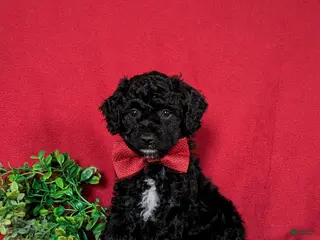 Miniature Poodle dogs for sale: Nolan - Ad 4