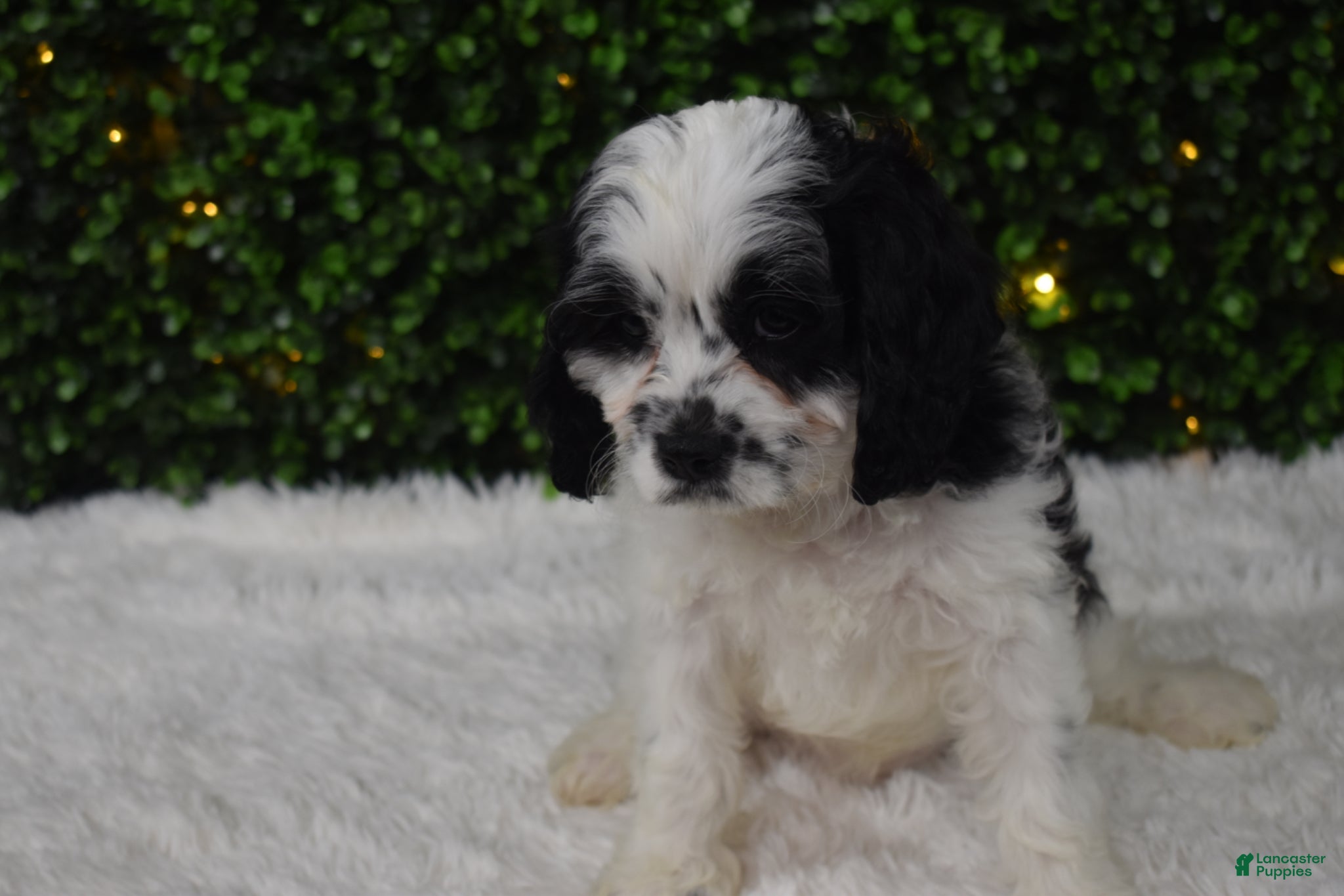 Cavapoo dogs Buttons - Ad 1