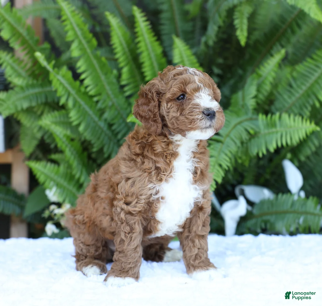 Mini Goldendoodle dogs for sale: Darcy - Ad 1