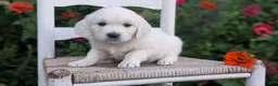 Golden Retriever dogs for sale: Bitsy - Ad 3