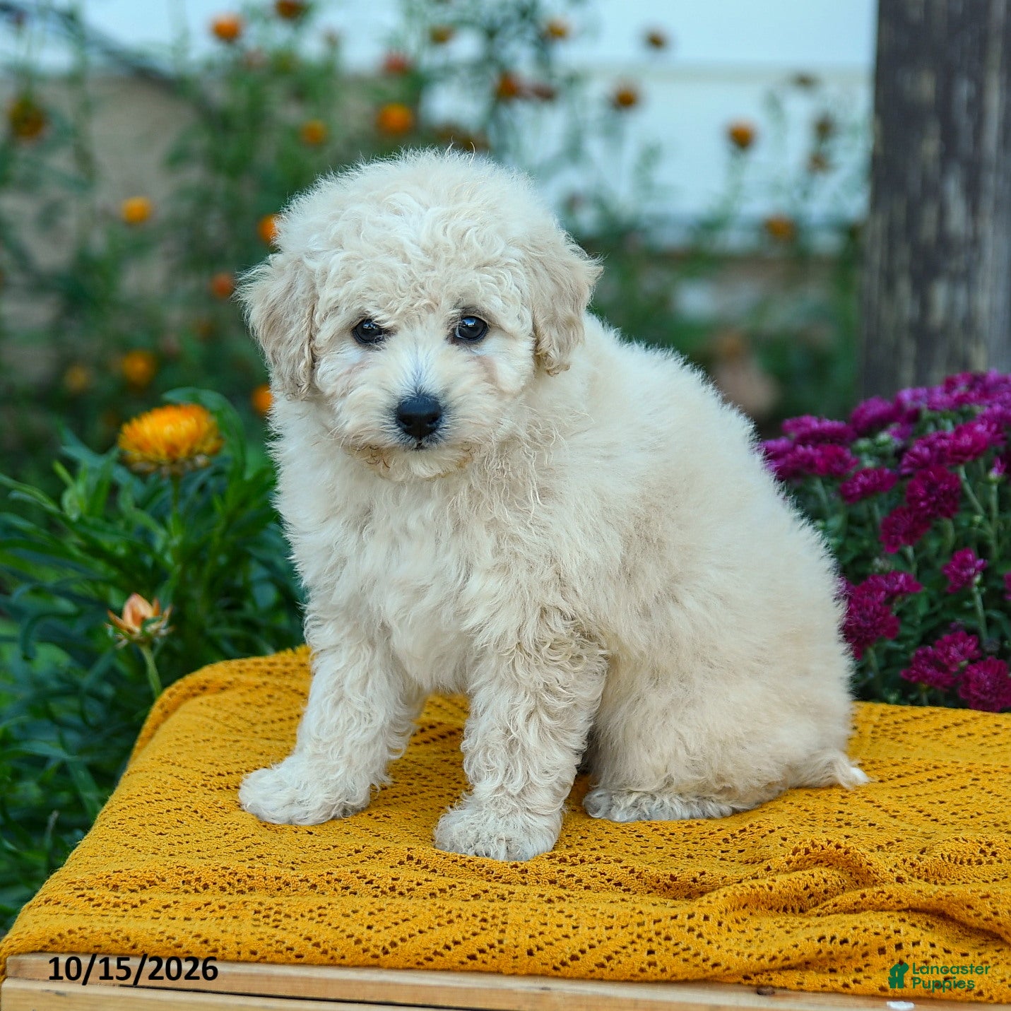 Miniature Labradoodle dogs for sale: Mochi - Ad 1
