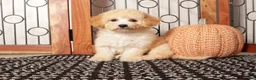 Bichpoo dogs for sale: Nova Shy Poochon  - Ad 4