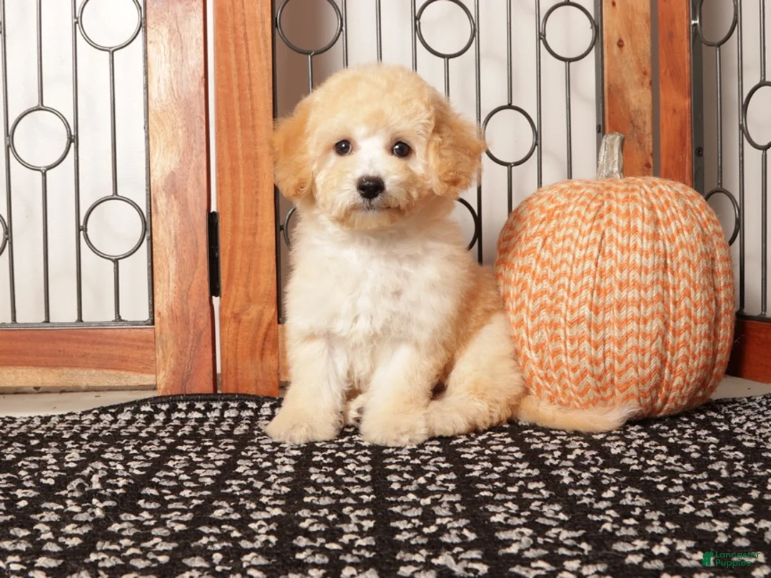 Bichpoo dogs for sale: Nova Shy Poochon  - Ad 4