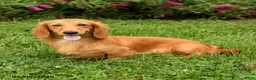 Miniature Dachshund dogs for sale: Tessa - Ad 12