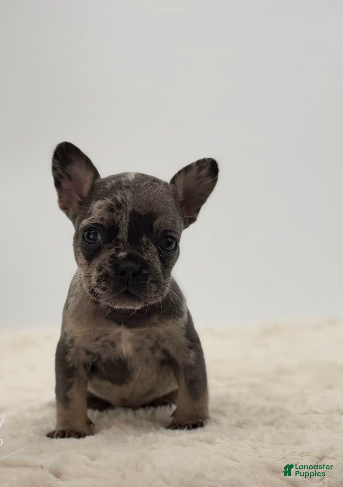 French Bulldog dogs 🐶 Meet Maverick – AKC Male French Bulldog (Merle) - Ad 16