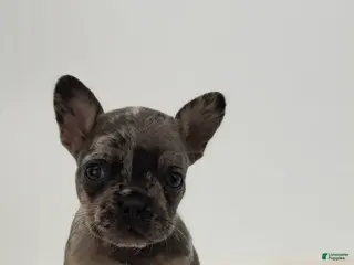 French Bulldog dogs 🐶 Meet Maverick – AKC Male French Bulldog (Merle) - Ad 16