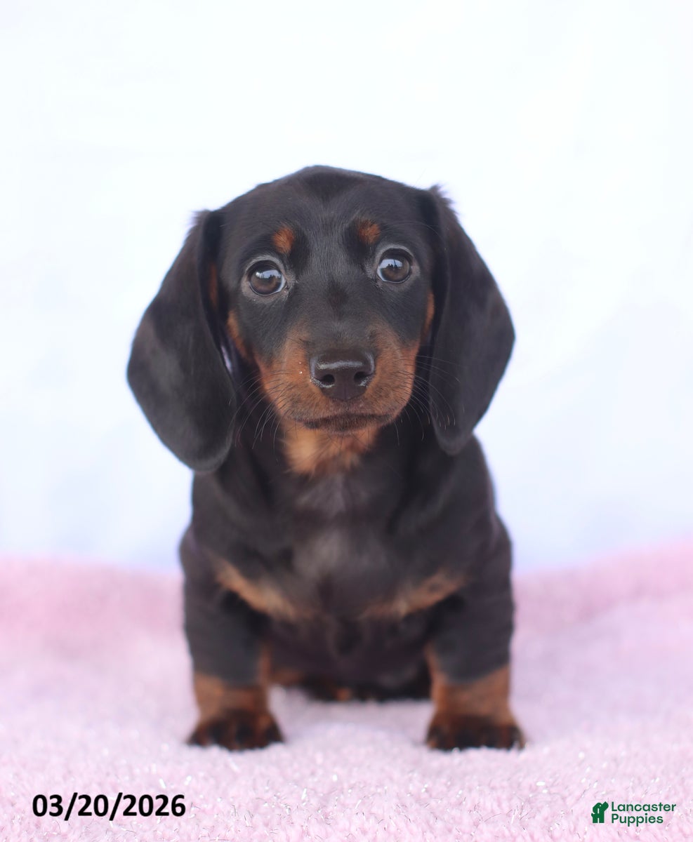 Miniature Dachshund dogs Audrey - Ad 1