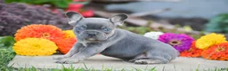 French Bulldog dogs for sale: Titan - Ad 4