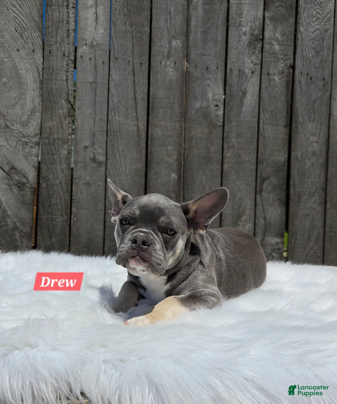 Frenchton dogs for sale: Drew - Ad 1
