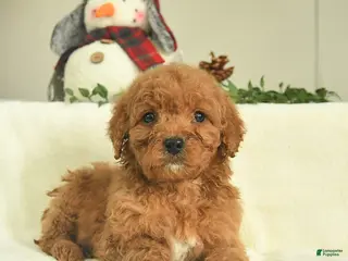Goldendoodle dogs Destiny - Ad 38