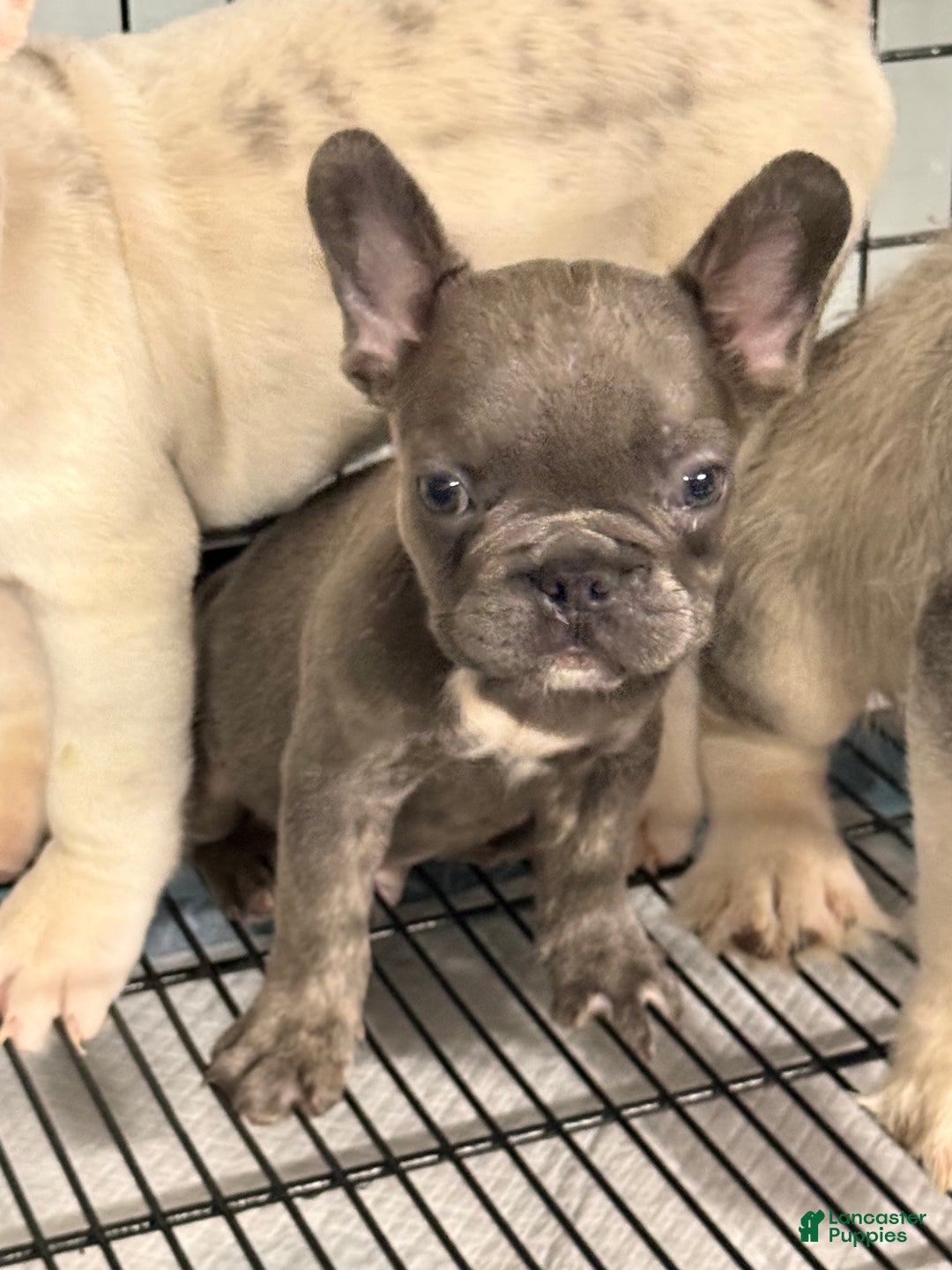 French Bulldog dogs for sale: French Bulldog Puppy 2 - Ad 5