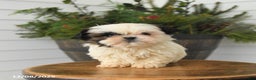 Shih Tzu dogs for sale: Minnie - Ad 3