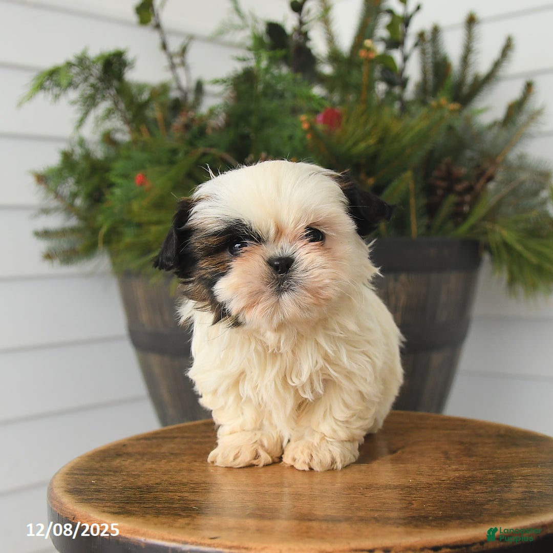 Shih Tzu dogs for sale: Minnie - Ad 3