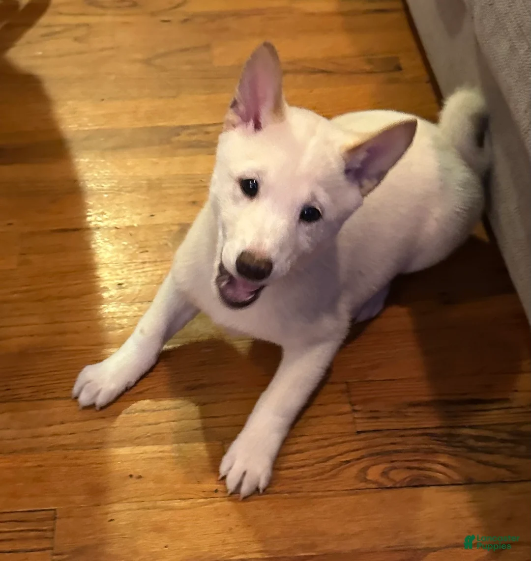 Shiba Inu dogs for sale: Caeser - Ad 1