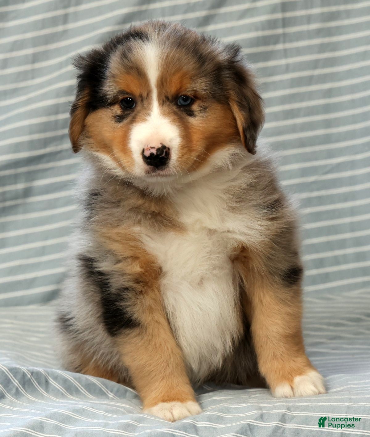 Australian Shepherd dogs for sale: Hunter - Ad 8