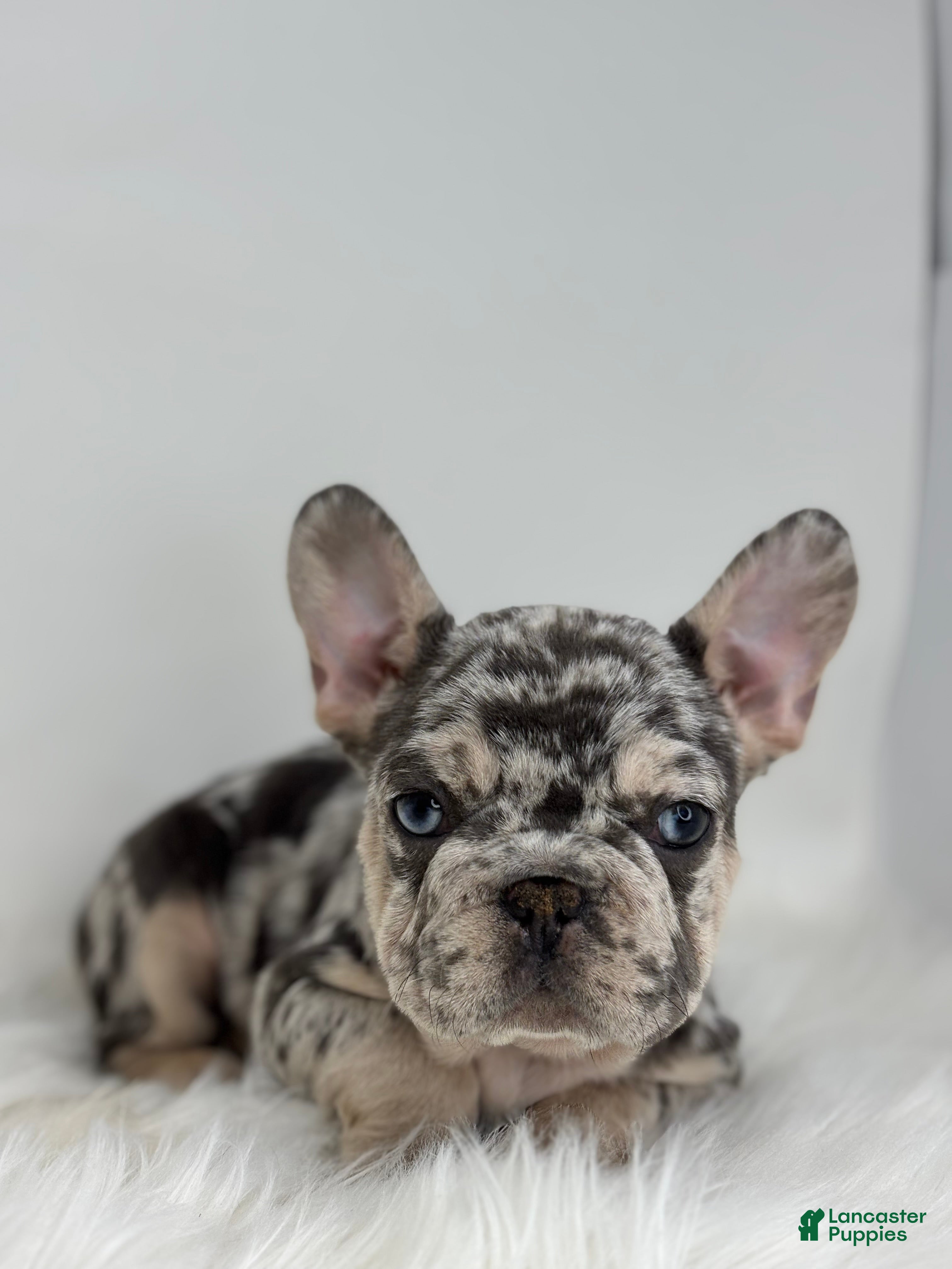French Bulldog dogs Pam - Ad 2