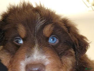 Australian Shepherd dogs - Ad 16