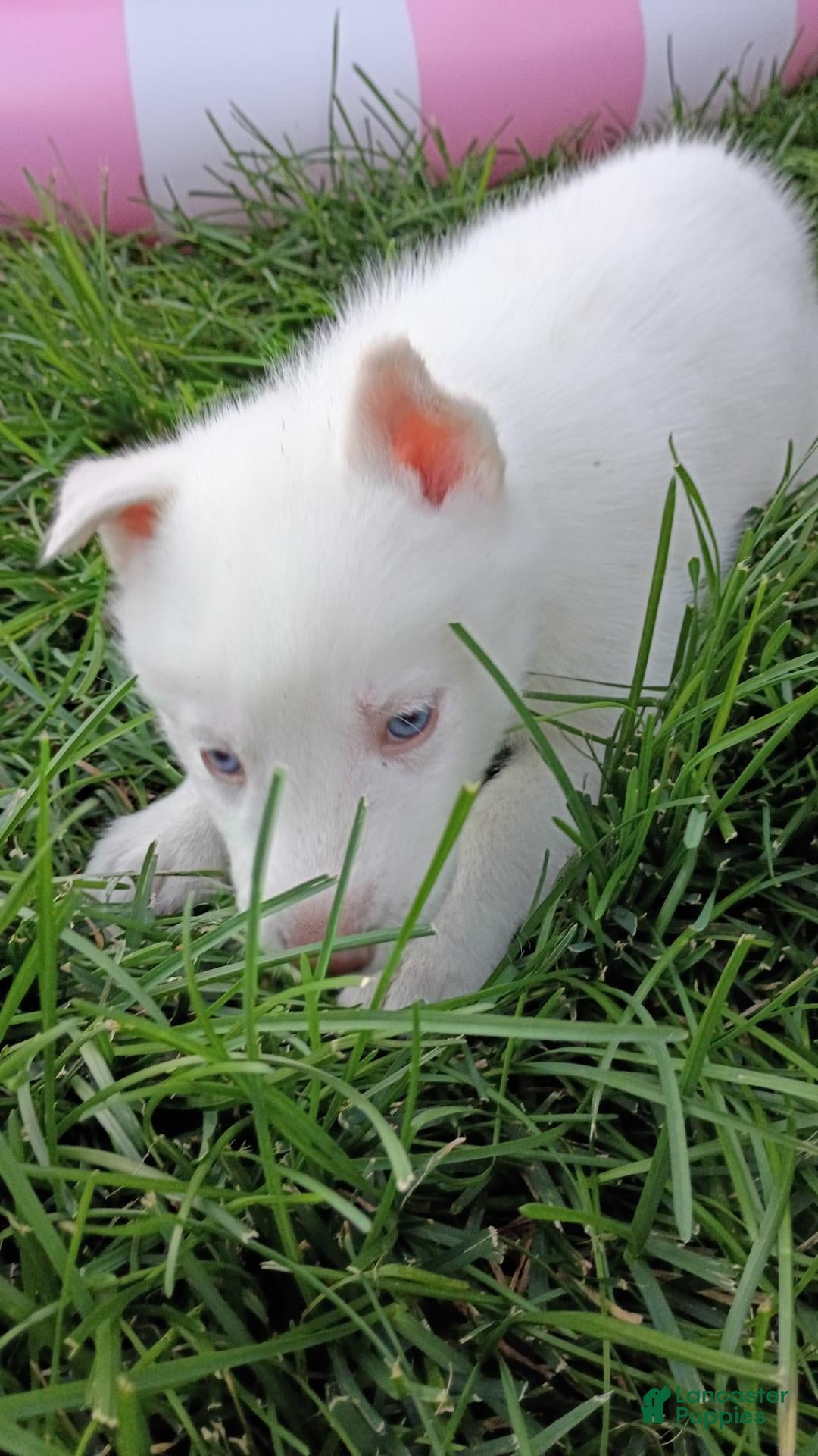 Siberian Husky dogs Male #1 - Ad 1