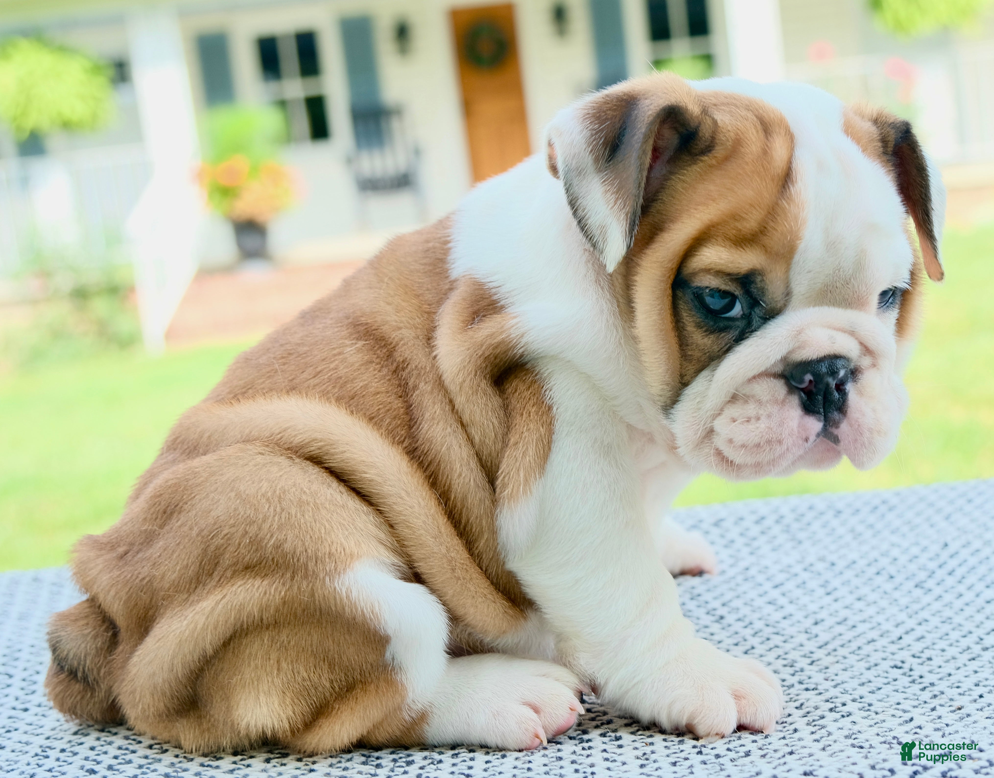English Bulldog dogs Ivy - Ad 1