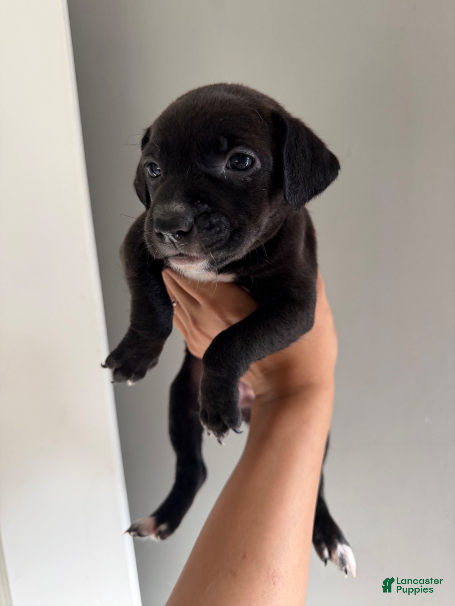 Mixed Breed dogs Mixed Breed Puppy 2 - Ad 26