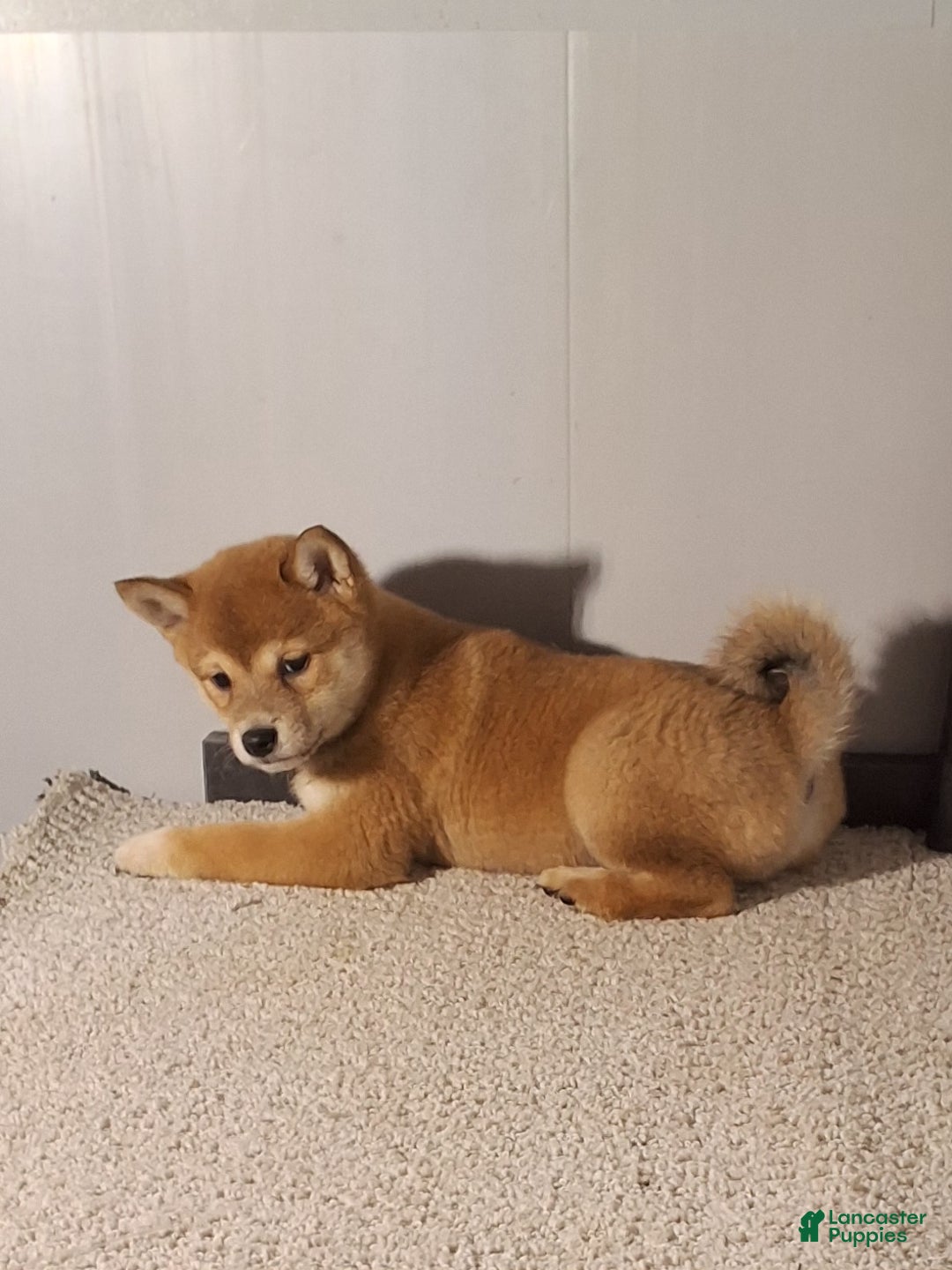 Shiba Inu dogs for sale: Princess  - Ad 2