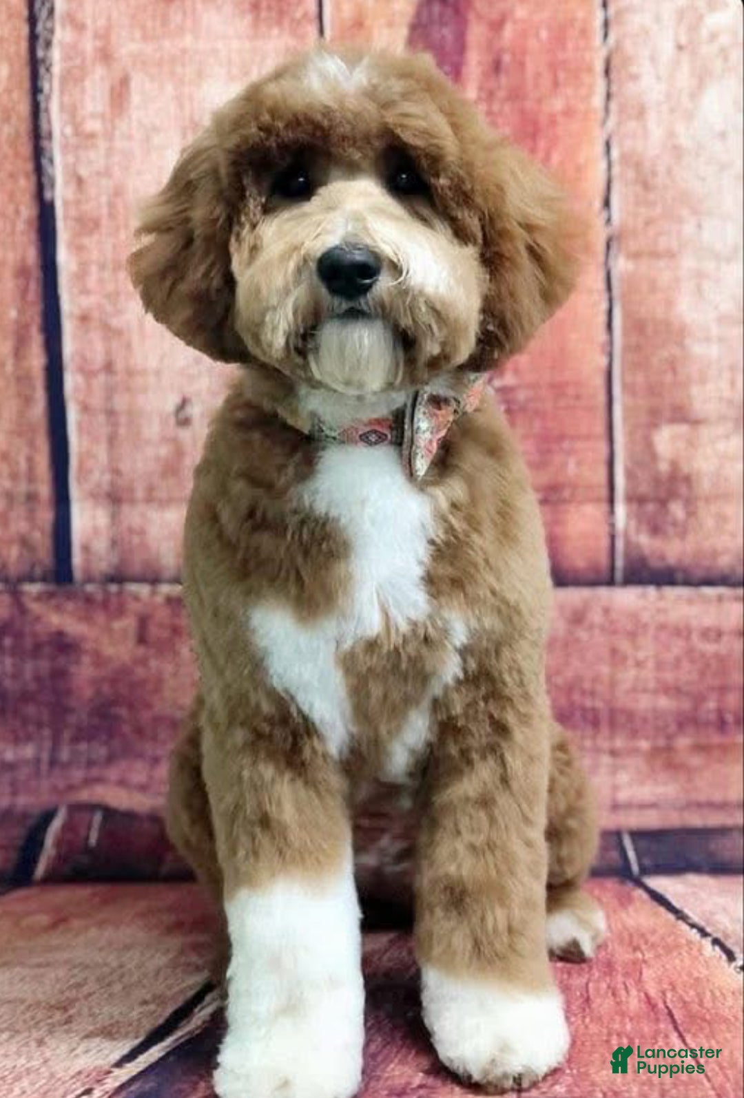Mini Goldendoodle dogs for sale: Brooks - Ad 2