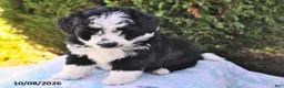 Mini Aussiedoodle dogs for sale: Sadie - Ad 3