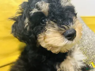 Mini Bernedoodle dogs for sale: Cassius - Ad 2