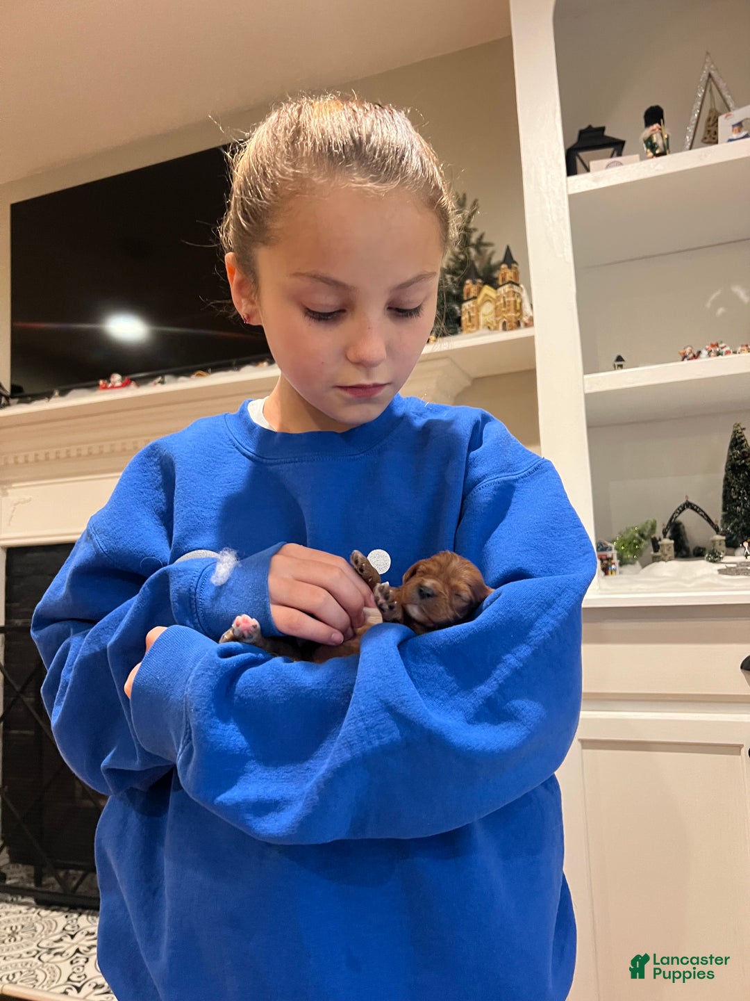 Cavalier King Charles Spaniel dogs for sale: Girl 1  - Ad 8