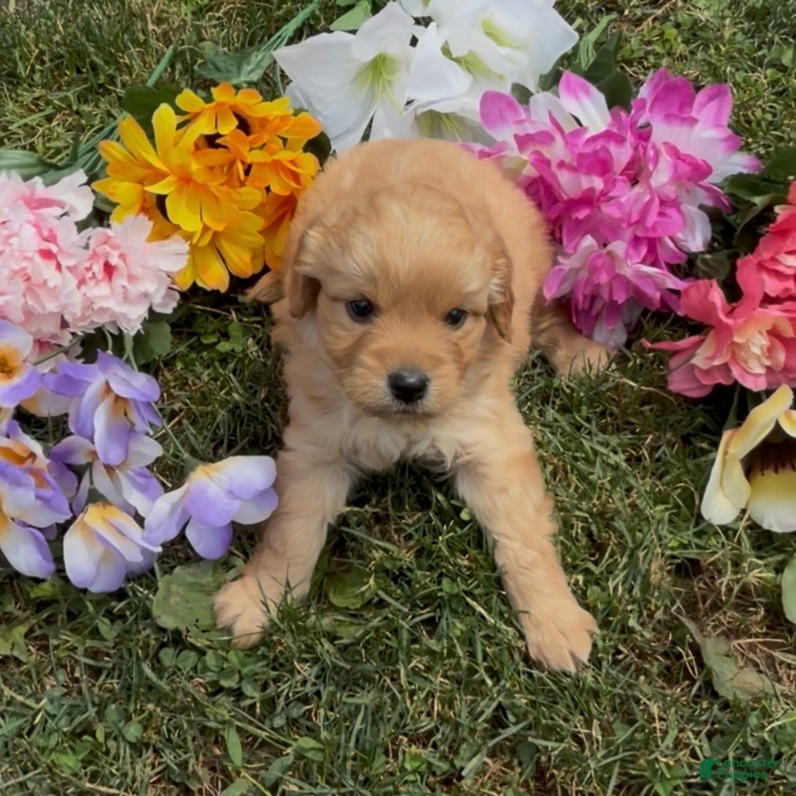 Mini Goldendoodle dogs Star - Ad 1