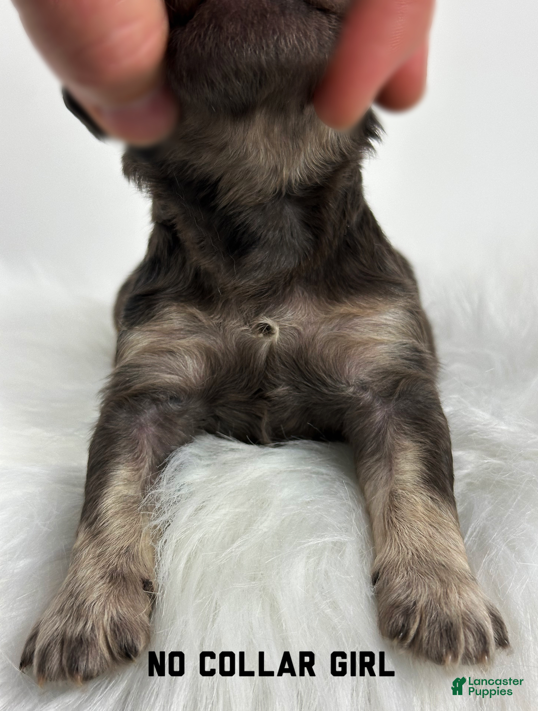 Goldendoodle dogs for sale: Goldendoodle Puppy 2 - Ad 3