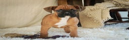 Boxer dogs for sale: Stella - Ad 8