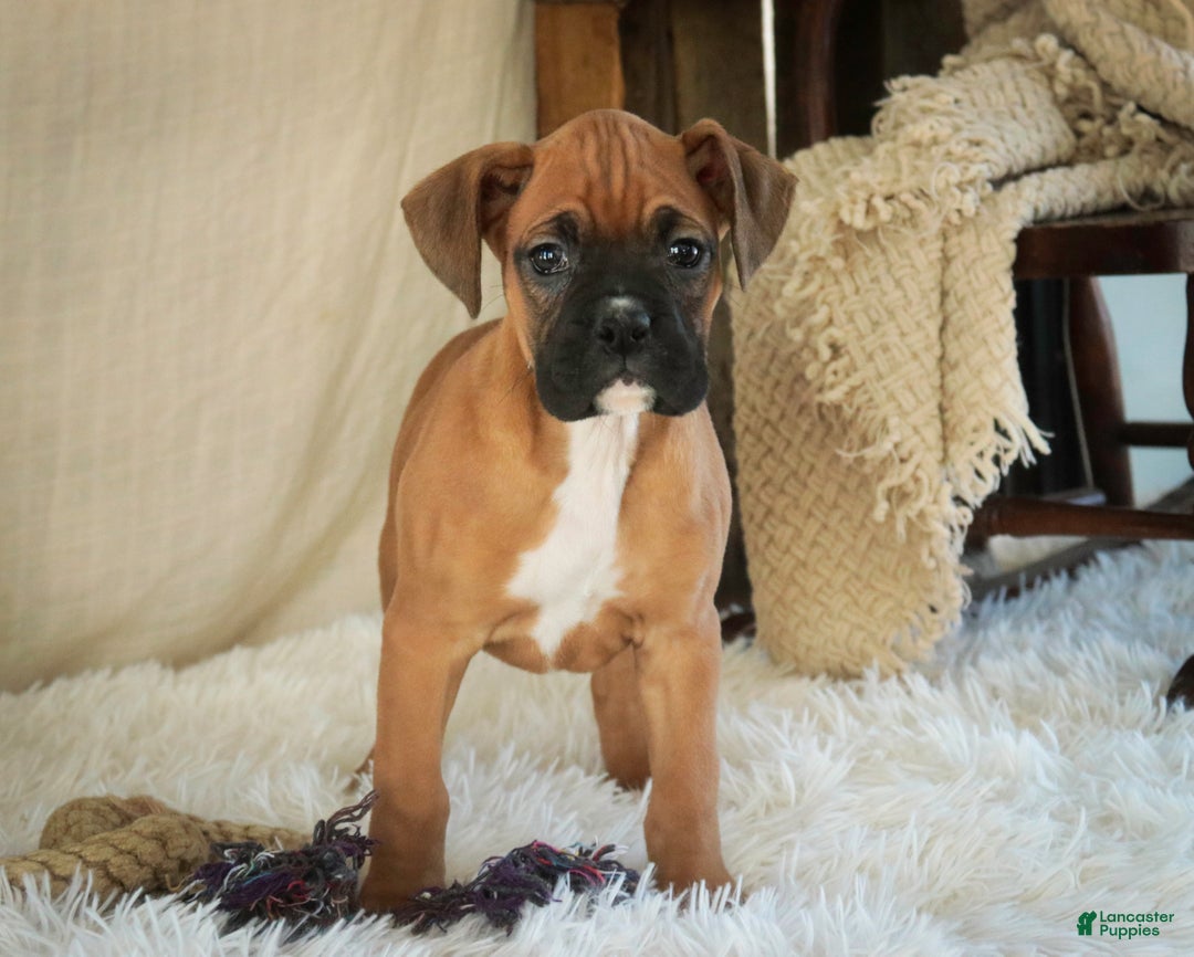 Boxer dogs for sale: Stella - Ad 8