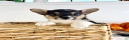 Welsh Corgi Pembroke dogs for sale: CKC May - Ad 3