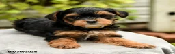 Yorkiepoo dogs for sale: Powell - Ad 5