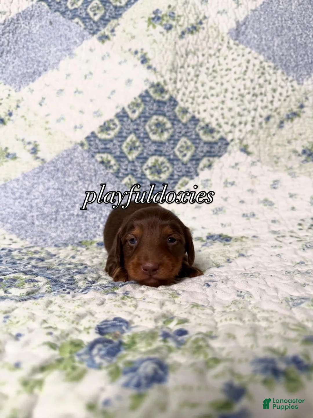Dachshund dogs for sale: AKC Chocolate & Tan Long Haired Dachshund Male ALL Clear - Ad 2