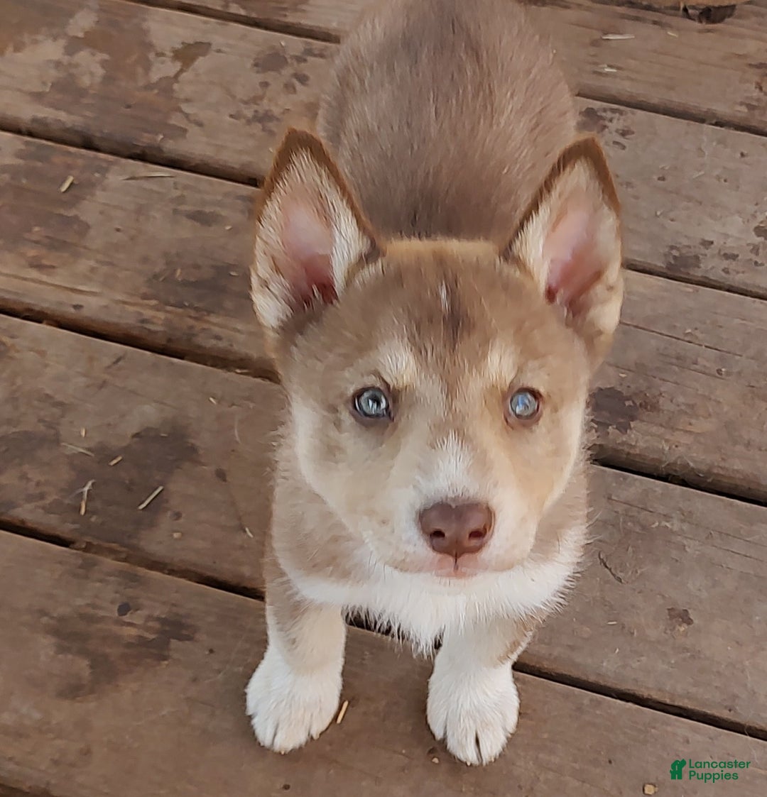 Siberian Husky dogs for sale: Siberian Husky Puppy 4 - Ad 5