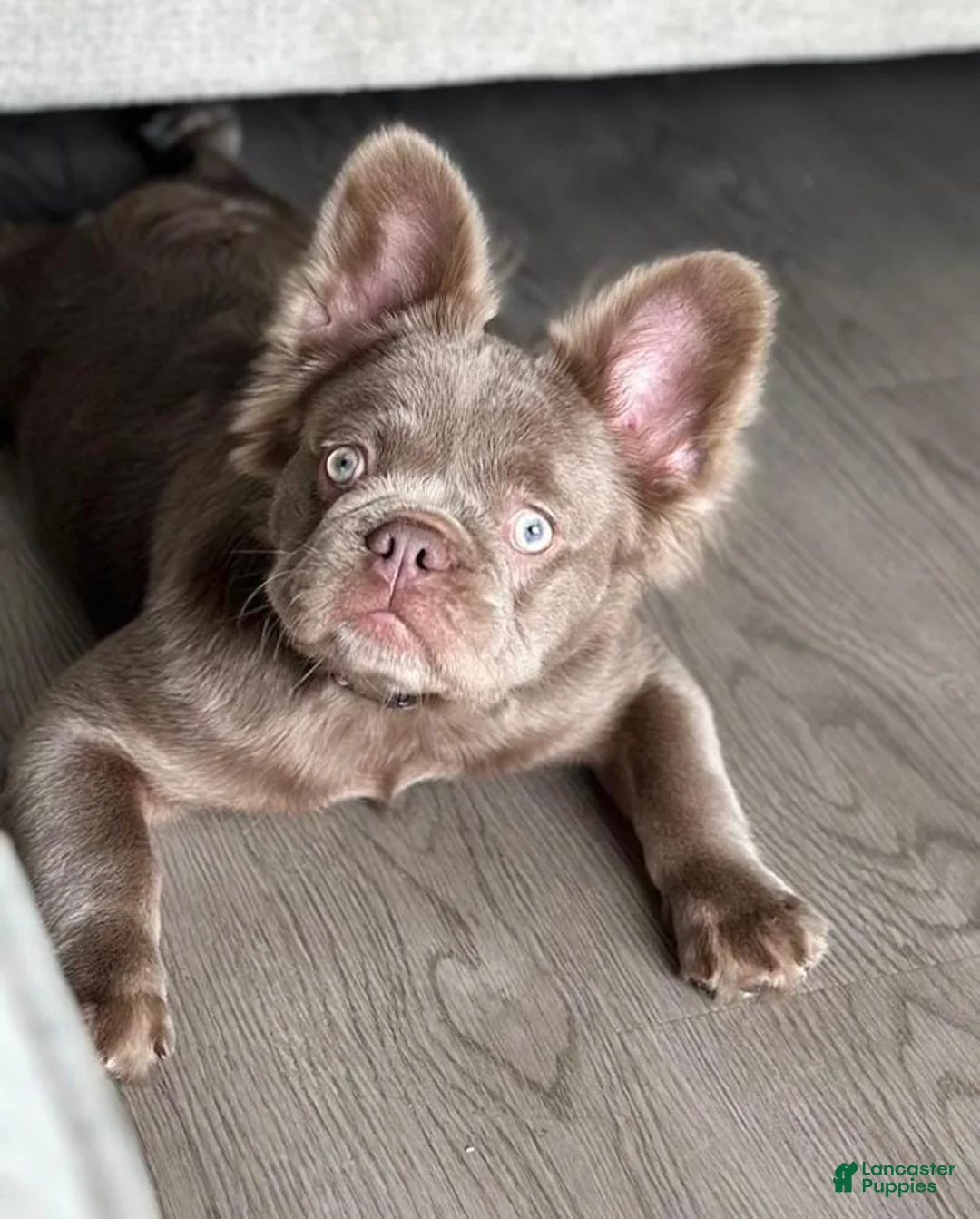 French Bulldog dogs for sale: French Bulldog Puppy 2 - Ad 2