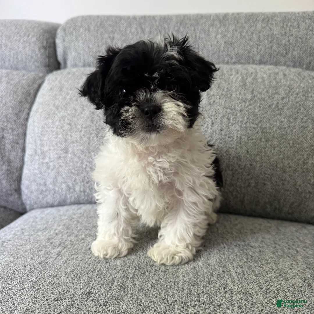 Shih Tzu dogs for sale: Stacey - Ad 2