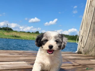 Shihpoo dogs - Ad 20