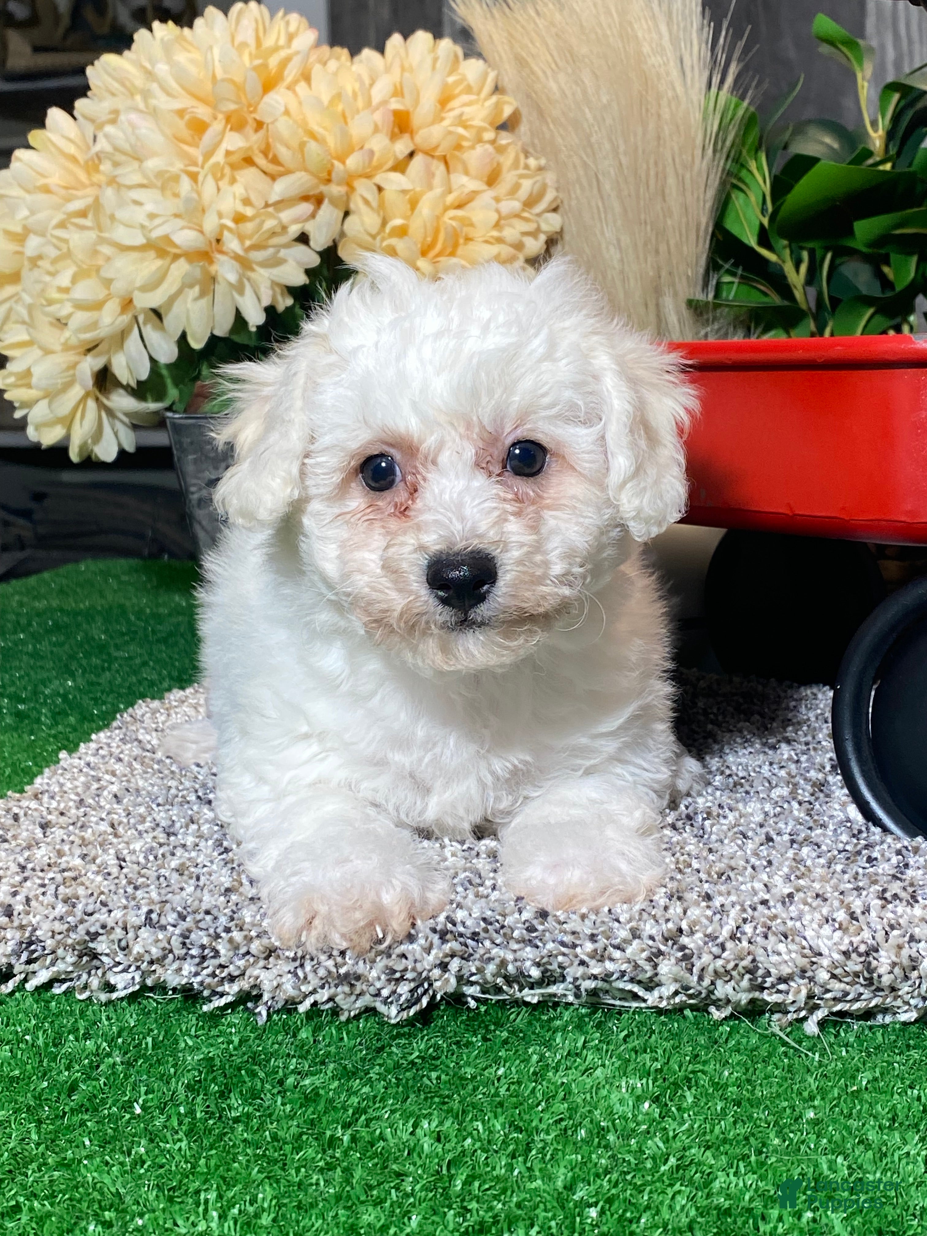 Bichon Frise dogs Bella  - Ad 24