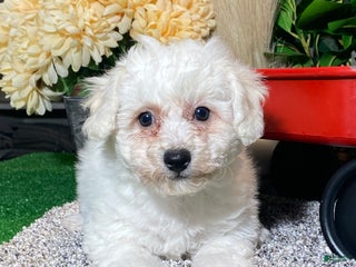 Bichon Frise dogs Bella - Ad 10