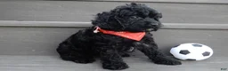 Cockapoo dogs for sale: Jet - Ad 6