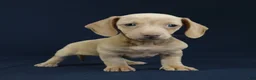 Miniature Dachshund dogs for sale: Opal - Ad 3