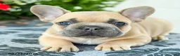 French Bulldog dogs for sale: Carter - Ad 4