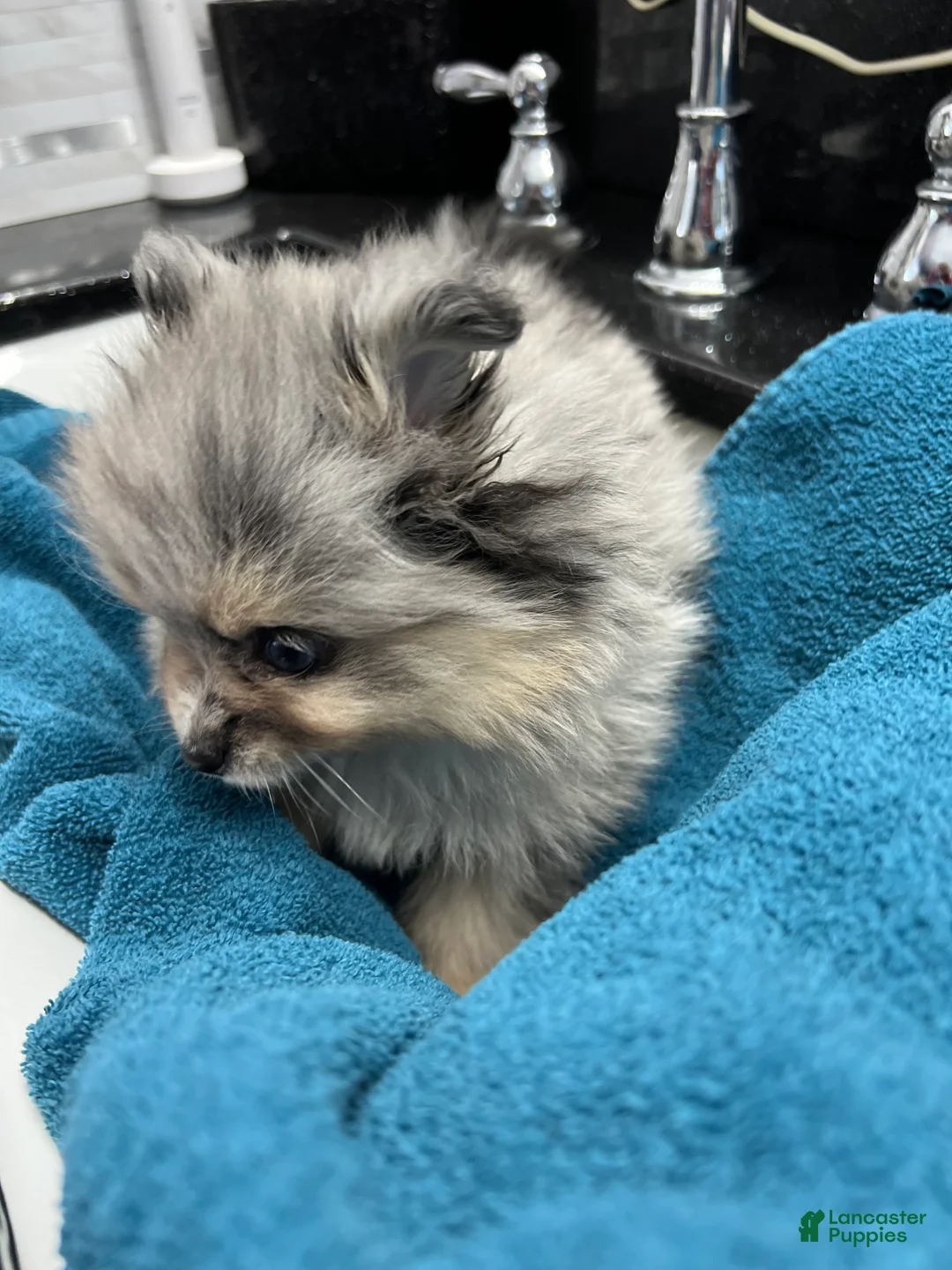 Pomeranian dogs for sale: Susie  - Ad 2