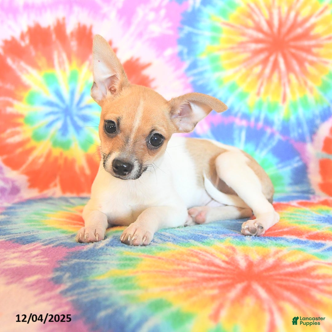 Chihuahua dogs for sale: Teddy - Ad 2