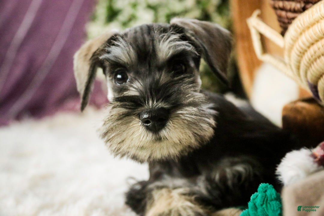 Miniature Schnauzer dogs for sale: Holly - Ad 5
