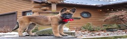 Belgian Malinois dogs for sale: Angel - Ad 11