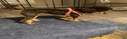 Toy Poodle dogs for sale: Toy Poodle Puppy 1 - Ad 3